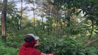 Proses panen kopi yang di lakukan oleh salah satu warga Desa Sukorejo Proses panen kopi yang di lakukan oleh salah satu warga Desa Sukorejo