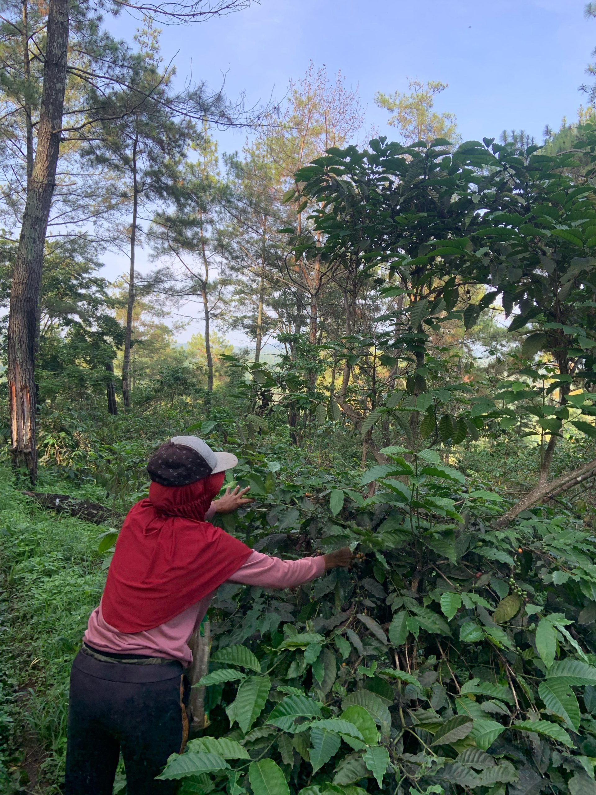 Proses panen kopi yang di lakukan oleh salah satu warga Desa Sukorejo