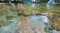 Objek wisata pemandian Telaga Semeru di Desa Nguter Kecamatan Pasirian, Lumajang. (doc. Ist) Objek wisata pemandian Telaga Semeru di Desa Nguter Kecamatan Pasirian, Lumajang. (doc. Ist)