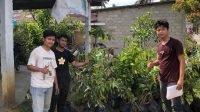 Pendistribusian bibit tanaman kepada masyarakat desa oleh mahasiswa Kukerta MBKM UNRI. (doc. Kukerta MBKM UNRI)