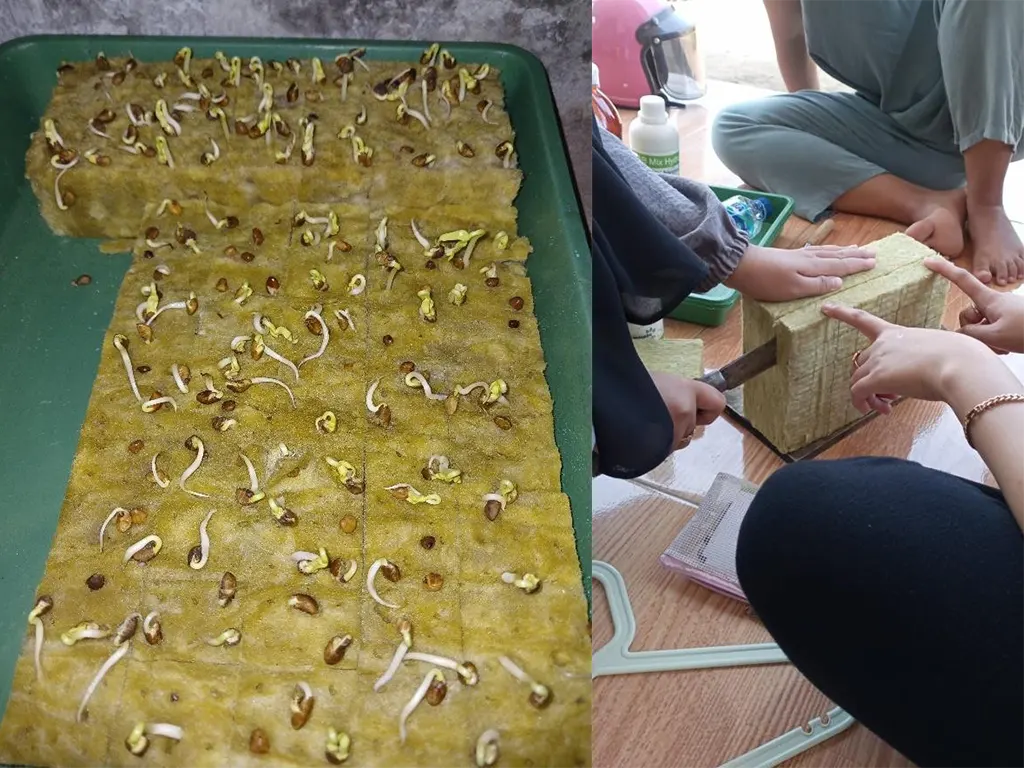 Persiapan pembuatan media semai menggunakan Rockwoll (kiri) dan hasil semai tanaman kangkung (kanan). (doc. KSM-T 59 Unisma) Persiapan pembuatan media semai menggunakan Rockwoll (kiri) dan hasil semai tanaman kangkung (kanan). (doc. KSM-T 59 Unisma)