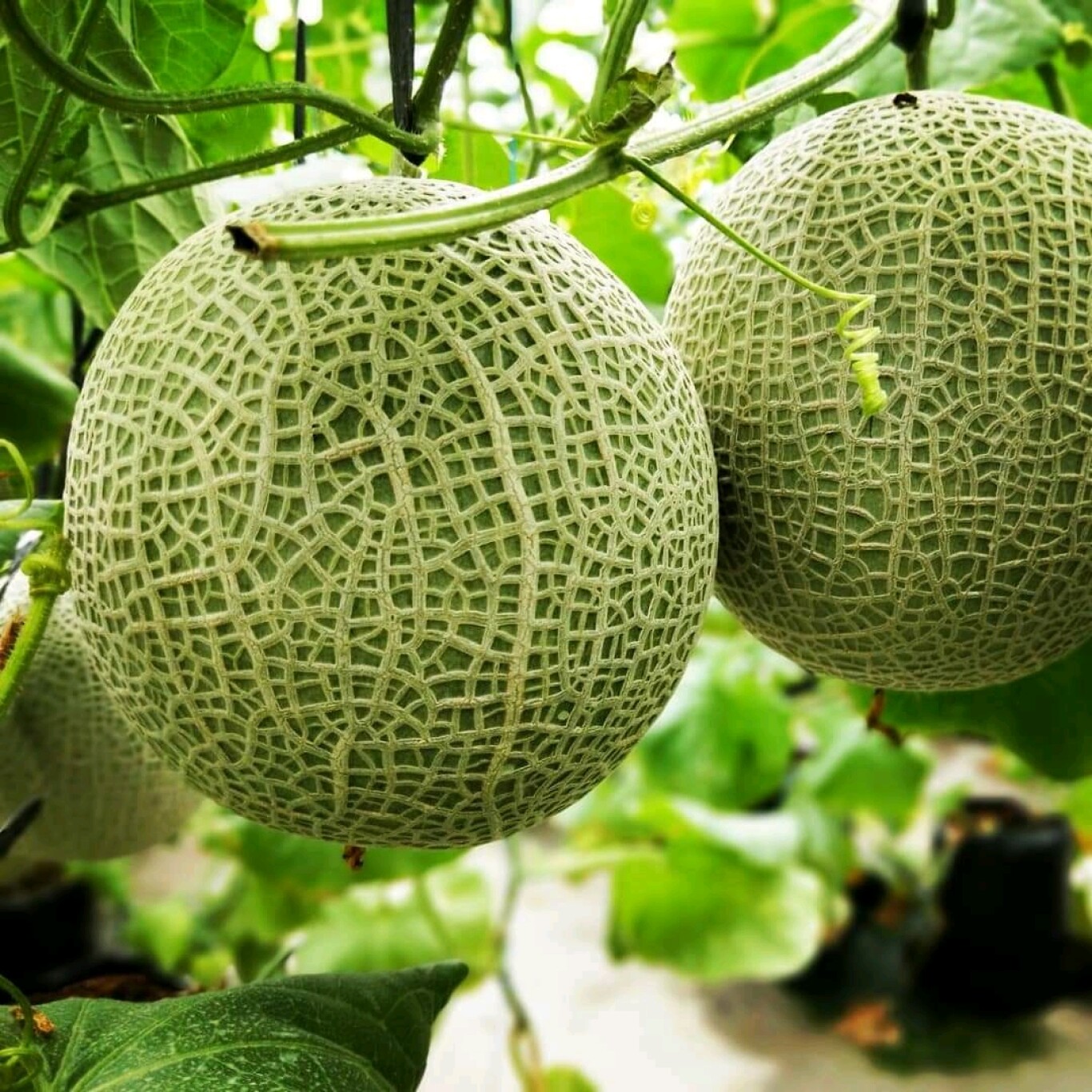 Warga Desa Bansari berhasil mengembangkan pertanian modern melalui penerapan teknologi internet sehingga bisa menghasilkan produk pertanian berkualitas unggul. (doc. Desa Bensari)