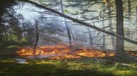 Ilustrasi kebakaran hutan yang disebabkan perluasan untuk lahan sawit./pexels.com