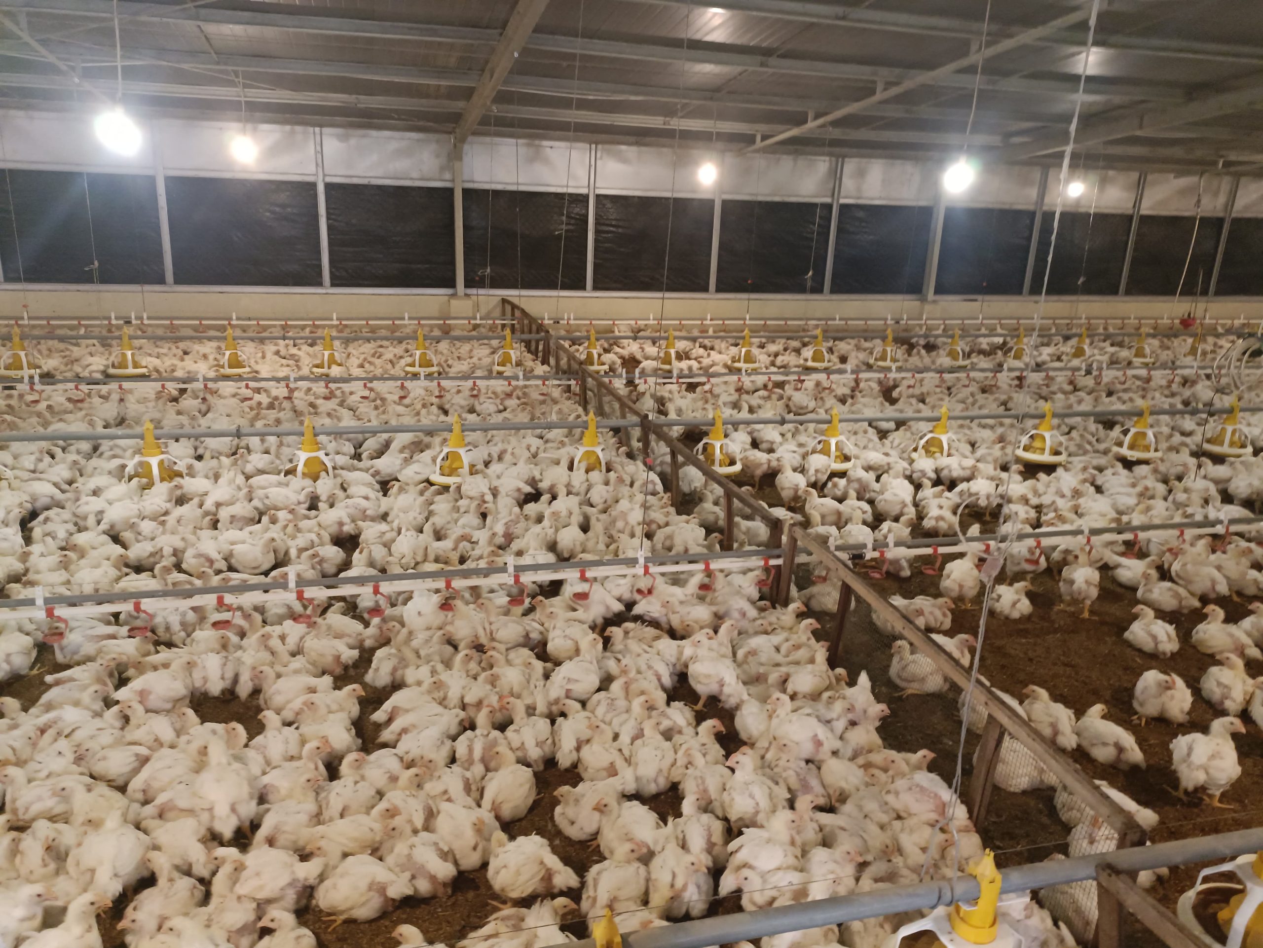 Pemeliharaan ayam broiler di Teaching Farm UNS. (doc. MBKM UNS)