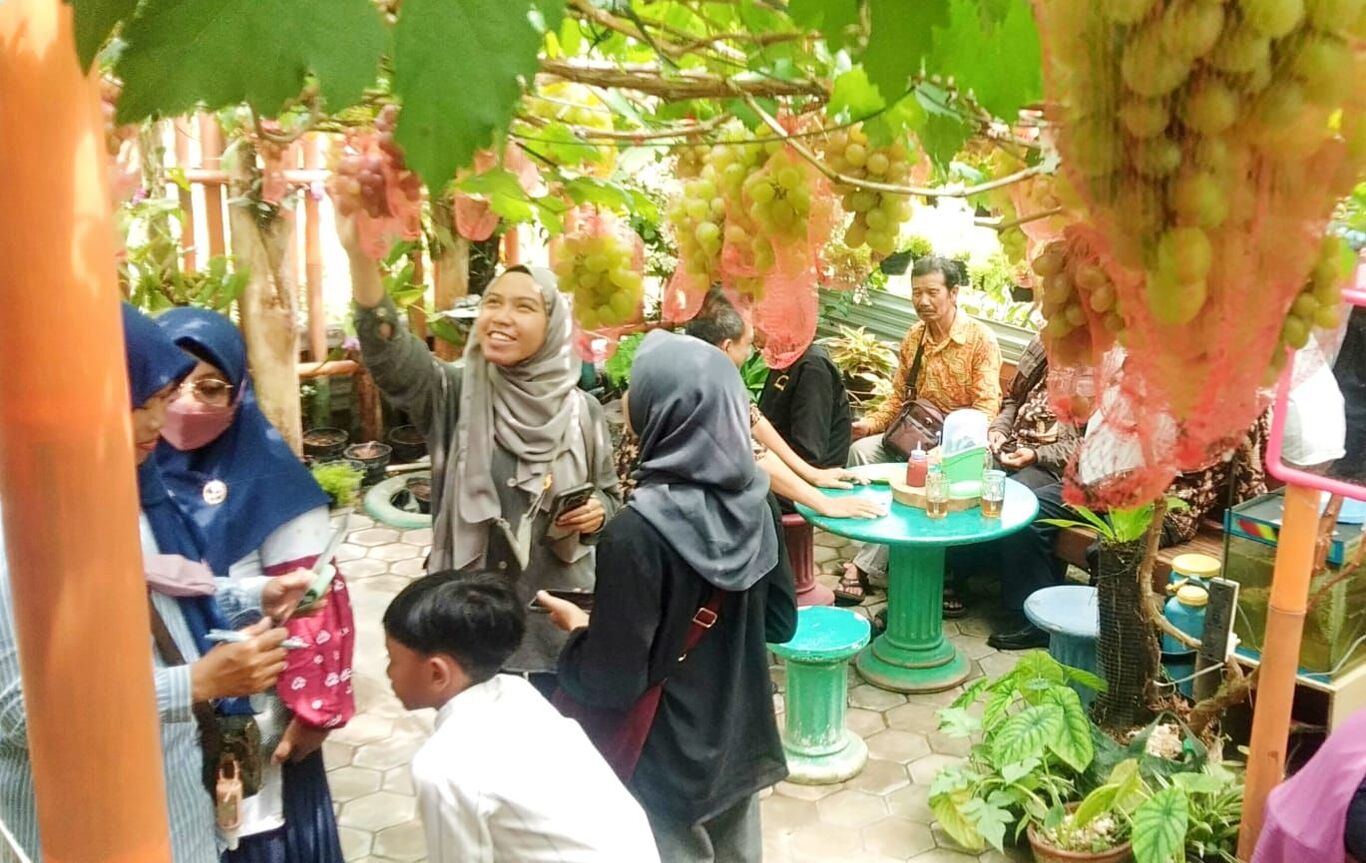 Petik anggur menjadi daya tarik yang dikembangkan oleh BUMDes Pucang Rahayu menggaet para pengunjung. BUMDes Pucang Rahayu / BUMDes Pucang Rahayu
