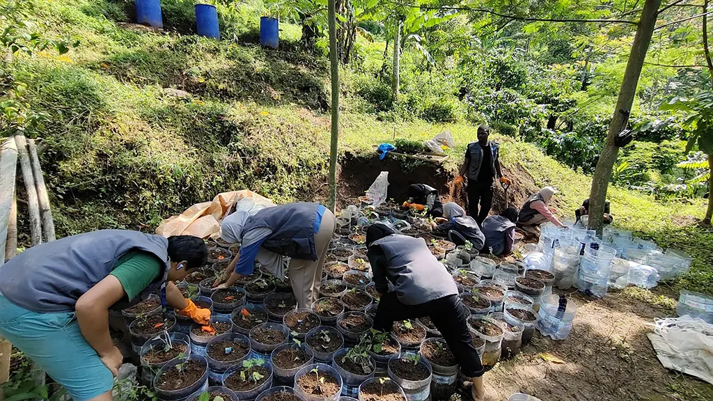 Proses Penanaman Bibit Nilam dalam Media Galon Bekas (29/01/25). (doc. KKN 31 UNS)