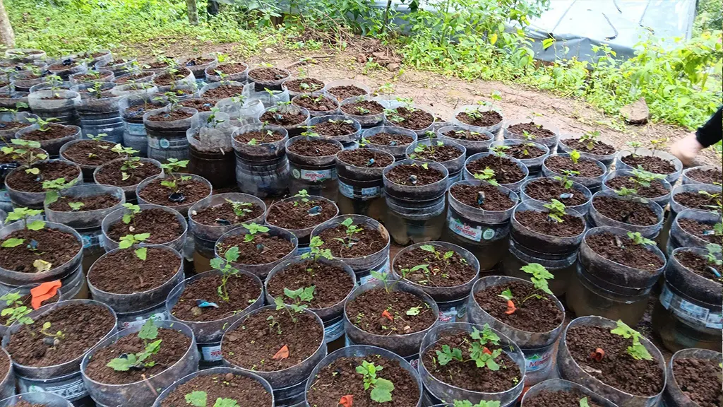 Bibit Tanaman Nilam yang Sudah Tertanam dalam Media Galon Bekas (29/01/25). (doc. KKN 31 UNS) 
