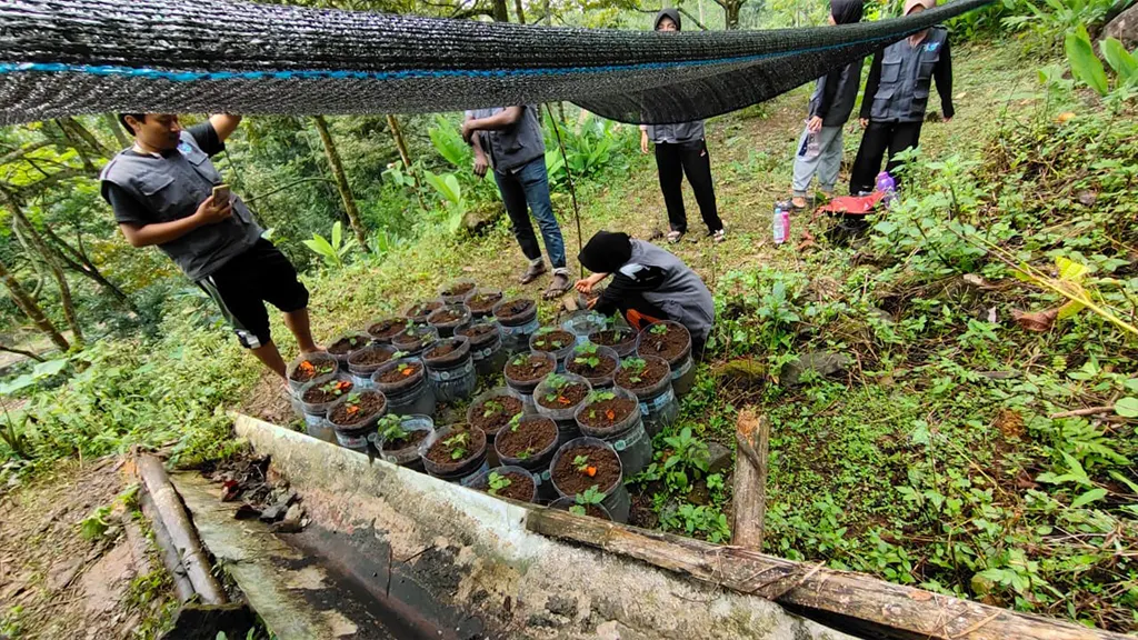 Proses Pemasangan Paranet dan Penataan Layout Tanaman Nilam (29/01/25). (doc. KKN 31 UNS)