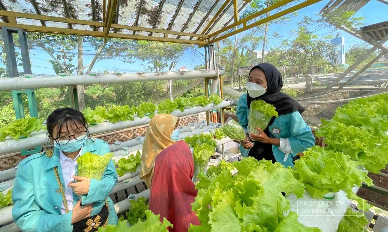 Mahasiswa UNS saat membantu dan menjelaskan proses pemanenan. (doc. Pribadi)