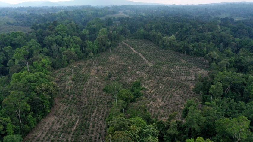 Ilustrasi foto. (Betahita/Auriga Nusantara)
