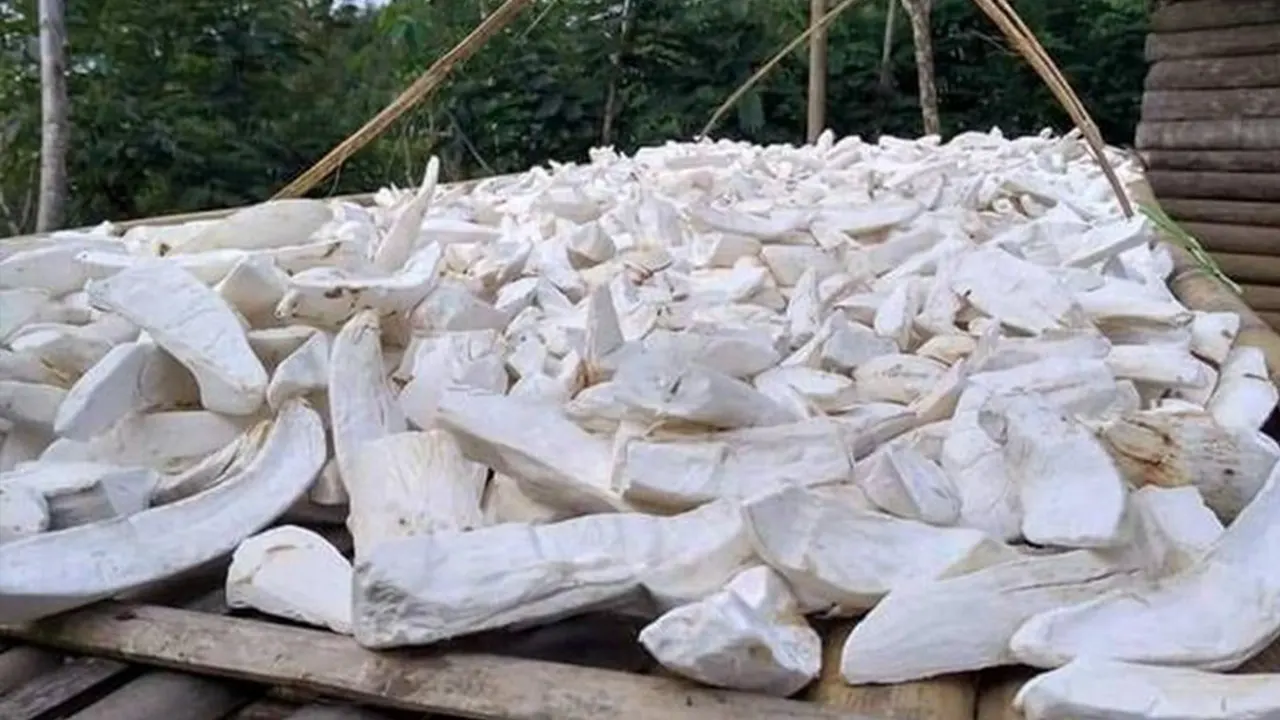 Singkong yang dikeringkan menjadi gaplek. (doc. Pemkab Trenggalek)