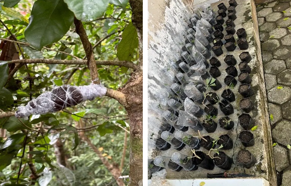 Kegiatan Perbanyakan Dehaasia: a. kiri (cangkok) dan b) kanan (stek). (doc. Tim MBKM)