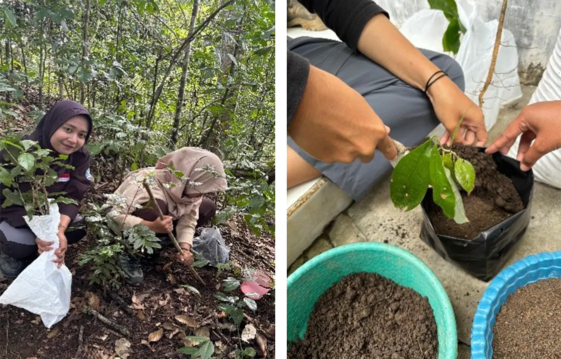 Kegiatan Perbanyakan Dehaasia. (doc. Tim MBKM)