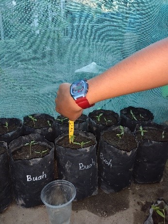 Pengujian POC pada demplot percobaan. (doc. Tim Hibah MBKM UNS Libo Jaya)