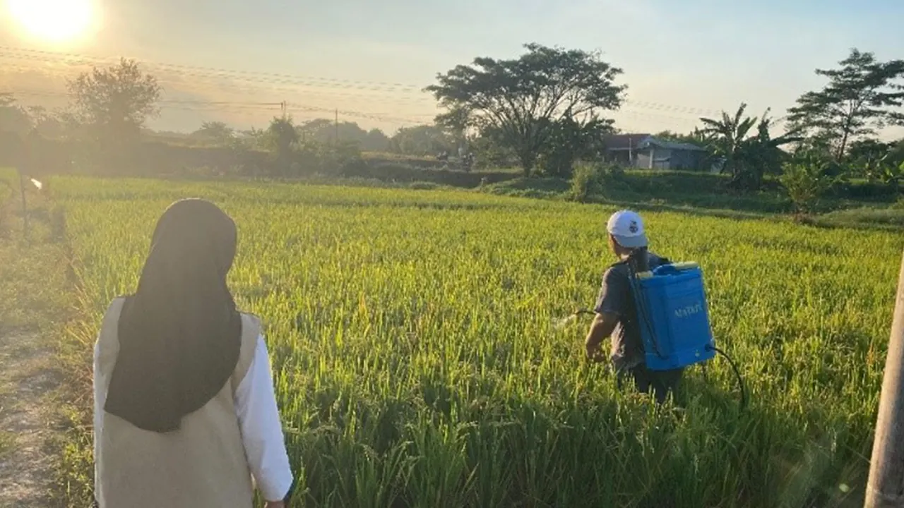 Pengaplikasian Rodentisida pada tanaman padi di lahan petani Karagayam Desa Jeblog. (doc. pribadi)