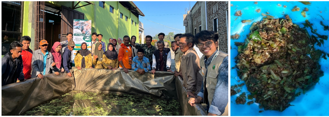 Sosialisasi Budidaya Lele Organik dengan Pakan Sayur Sisa Panen oleh Mahasiswa KKN 327 Universitas Sebelas Maret bersama dengan masyarakat di Desa Kalirejo, Kledung, Temanggung. (doc. KKN 327 UNS)
