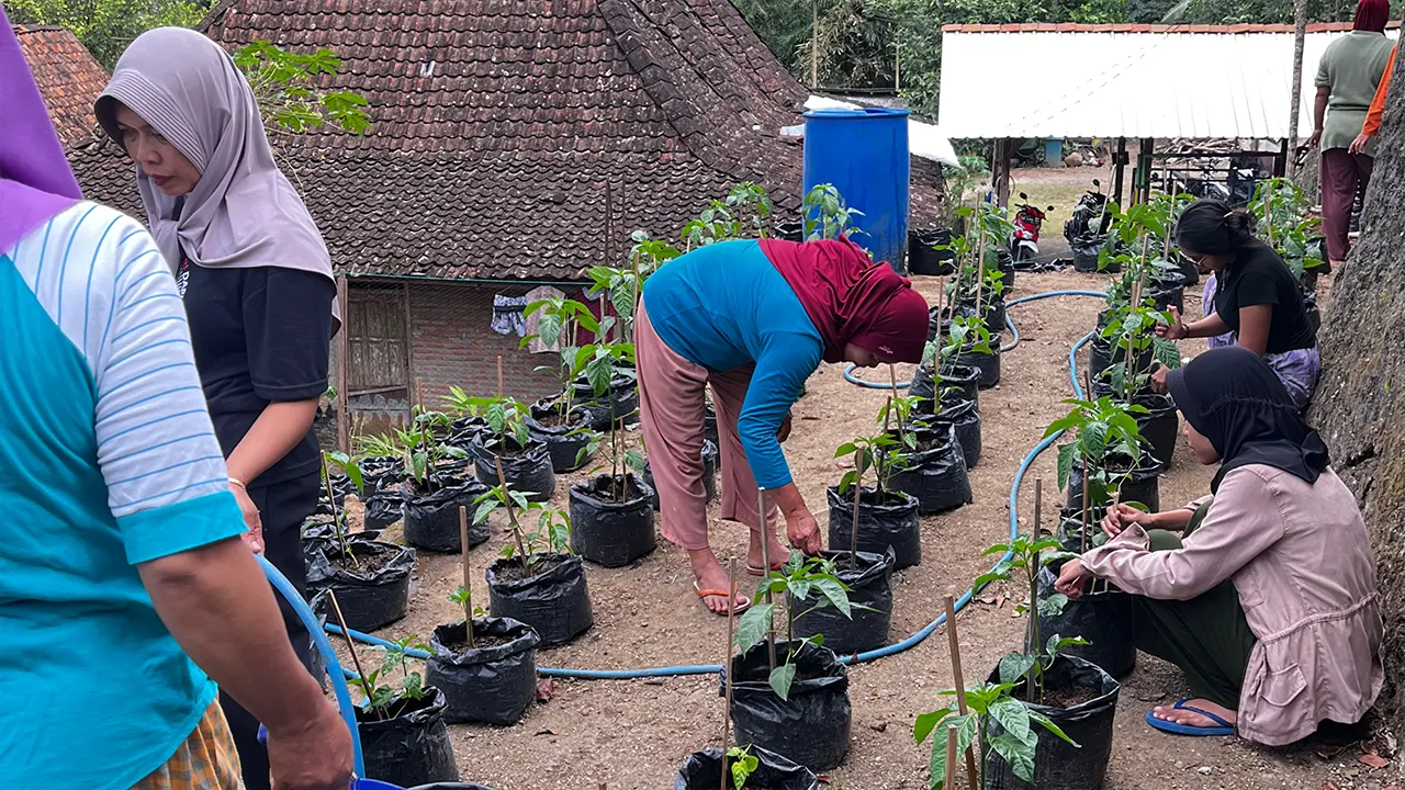 Mahasiswa KKN dan anggota KWT Gemah Ripah Seropan II melakukan pemeliharaan tanaman bersama, termasuk penyiraman untuk menjaga pertumbuhan bibit. (doc. Kelompok 34 KKN-PPM UMBY)