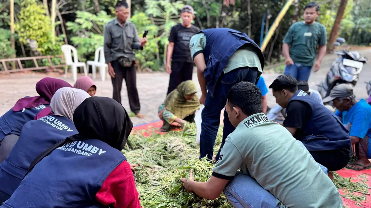 Warga antusias mengikuti sosialisasi dan praktik pembuatan pakan silase yang dilaksanakan oleh mahasiswa KKN-PPM UMBY 40. (doc. KKN-PPM UMBY Kelompok 40)