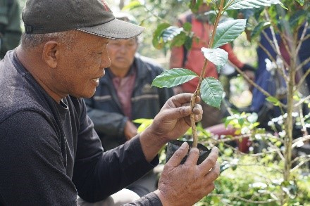 Seorang narasumber dari MPIG KAJSS memperlihatkan cara memilih dan merawat bibit kopi Arabika kepada petani Desa Mranggen Kidul, Temanggung. (doc. KKN 332 UNS)
