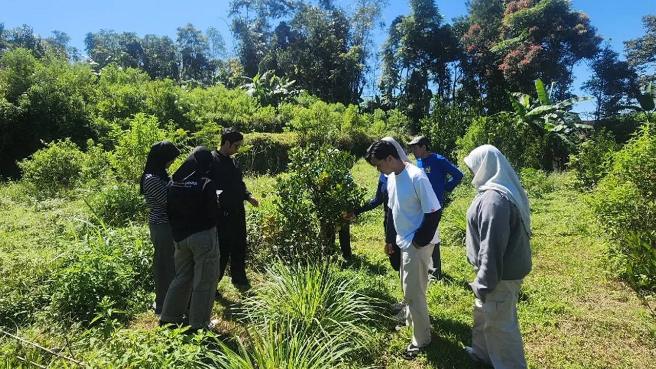 Pengamatan lahan jeruk petani yang berhasil tumbuh