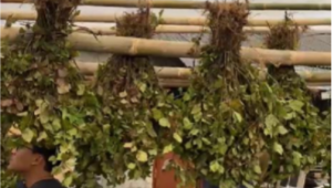 Mahasiswa KKN UNS melakukan pembuatan rumah pengeringan tanaman nilam yang kemudian digunakan untuk penjemuran tanaman nilam pada Senin (11/8/2025). (doc. Tim KKN UNS Desa Segorogunung)