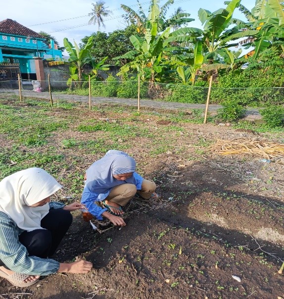 Kegiatan pembersihan gulma. (doc. pribadi)
