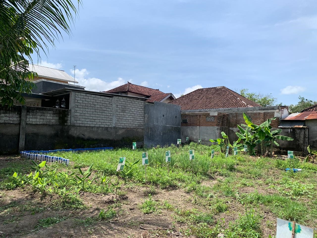 Lahan Apotek Hidup Setelah Ditanami Berbagai Tanaman Herbal. (doc. pribadi)