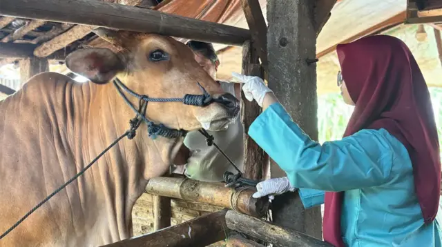 Pemeriksaan kesehatan hewan ternak milik warga. (doc. Istimewa)
