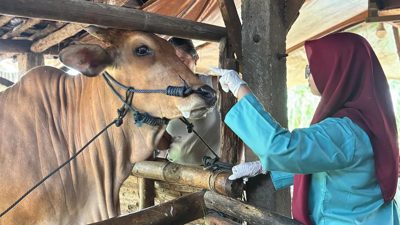 Pemeriksaan kesehatan hewan ternak milik warga. (doc. Istimewa)