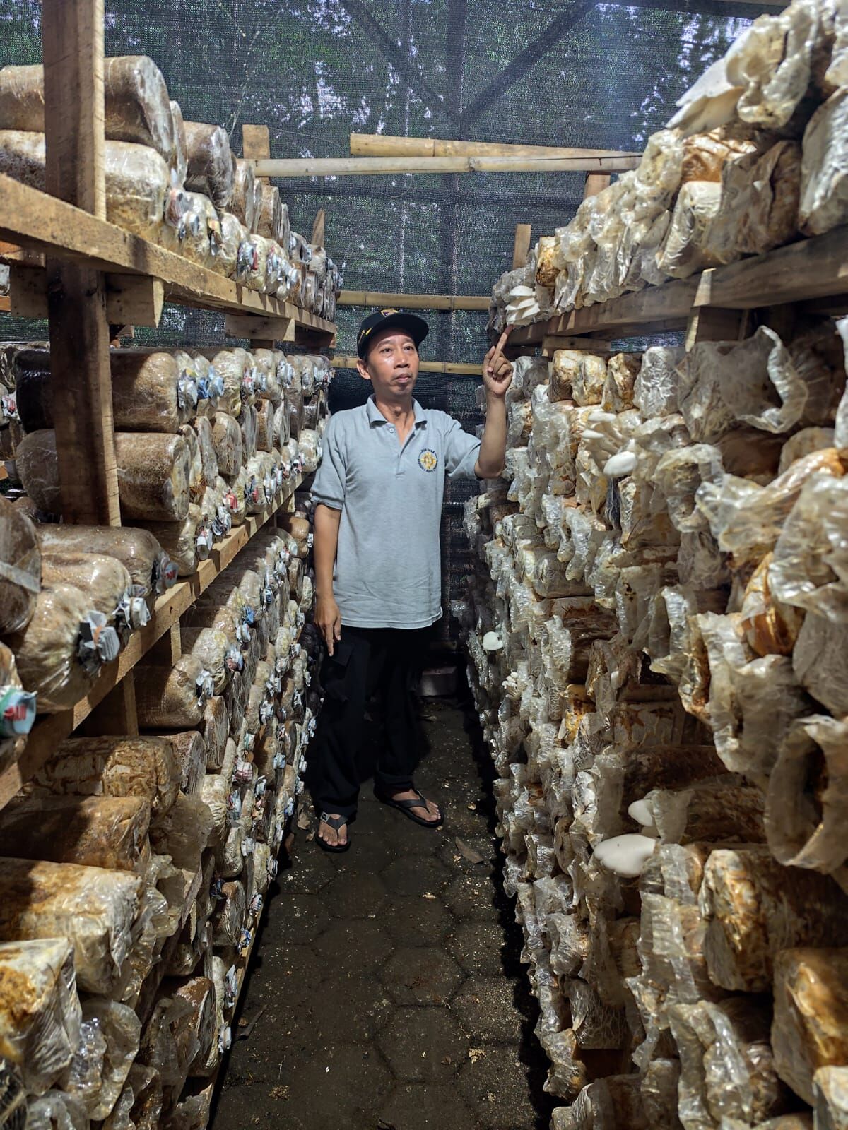 Direktur BUMDes Manggala Karya Arif Risdiyanto menunjukkan tempat budidaya jamur tiram.  (doc. Ainur Rohman / Kanal Desa)