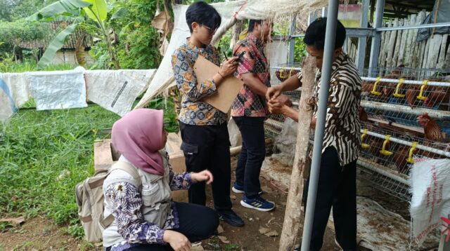 Petugas Dinas Ketahanan Pangan, Peternakan, dan Perikanan (DKPPP) Kabupaten Jember bersama tim kesehatan hewan melakukan pemeriksaan dan pengambilan sampel pada ayam petelur milik peternak di Desa Suco, Kecamatan Mumbulsari. (doc. DKPPP Jember)