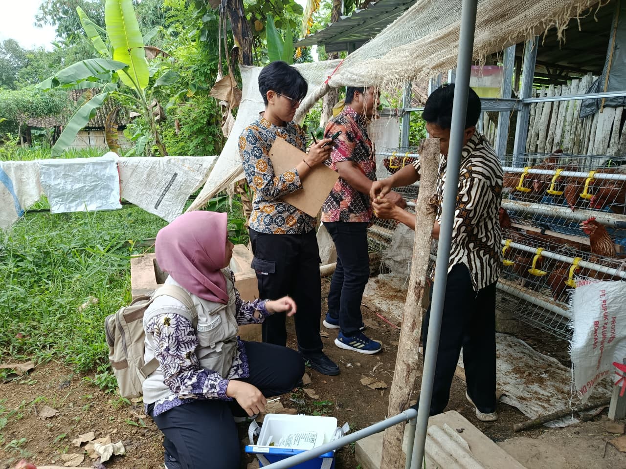 Petugas Dinas Ketahanan Pangan, Peternakan, dan Perikanan (DKPPP) Kabupaten Jember bersama tim kesehatan hewan melakukan pemeriksaan dan pengambilan sampel pada ayam petelur milik peternak di Desa Suco, Kecamatan Mumbulsari. (doc. DKPPP Jember)