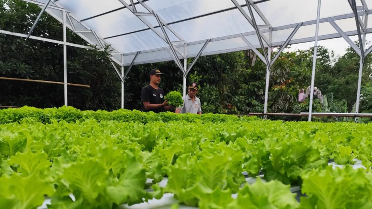 BUMDes Manggala Karya punya unit usaha ketahanan pangan berupa pertanian hidroponik. (doc. Ainur Rohman / Kanal Desa)