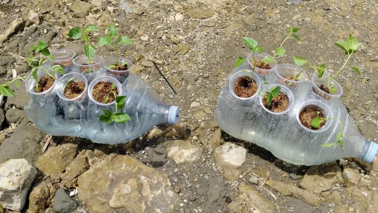 Hasil aquaponic vertikal garden dari galon bekas yang dibuat oleh mahasiswa KKN Tim 1 UNDIP sebagai media tanam alternatif. (doc. pribadi)