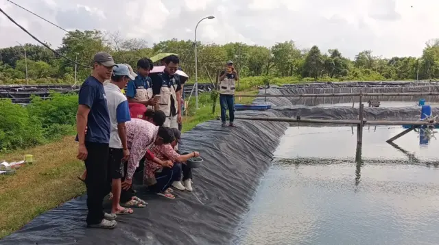 Kondisi tambak bandeng di Desa Teluk Awur, Jepara, yang telah dilapisi terpal sebagai upaya menjaga kualitas air dan meminimalkan kebocoran, sehingga mendukung pertumbuhan bibit bandeng secara optimal. (doc. pribadi)