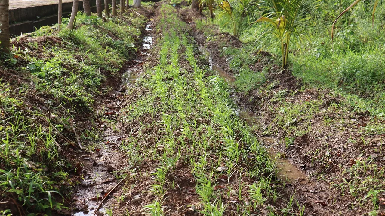 Mahasiswa KKN Universitas Diponegoro (Undip) menanam kangkung di lahan pesisir Teluk Awur, Jepara. Melalui pengolahan sederhana dan pemanfaatan saluran air alami, tanaman kangkung terbukti mampu tumbuh subur meski berada di lingkungan pesisir yang identik dengan tanah marginal. (doc. pribadi)