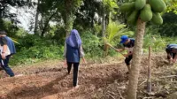 Mahasiswa KKN saat melakukan pengolahan lahan berkarang untuk dijadikan media tanam kangkung. (doc. pribadi)