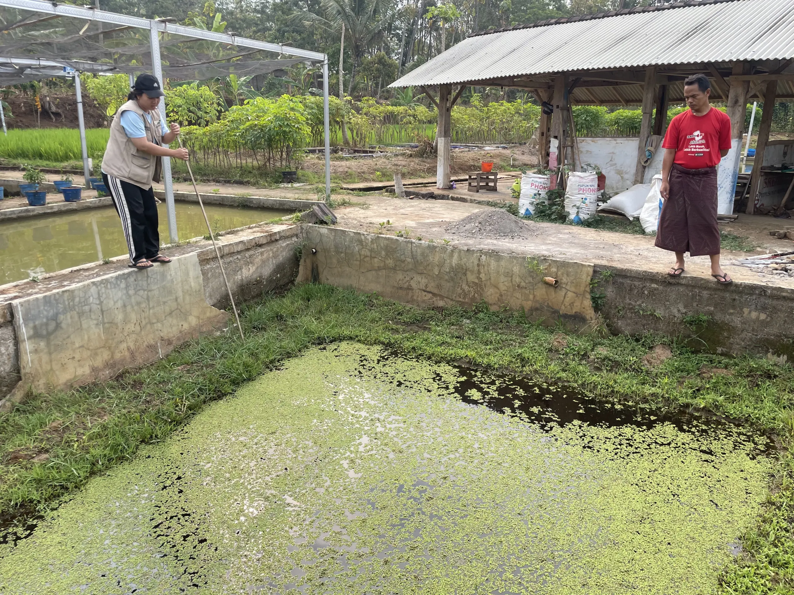 Kolam Pak Warsono berisi hasil budidaya Azolla KKN 224. (Dok. Pribadi/KKN 224 UNS)
